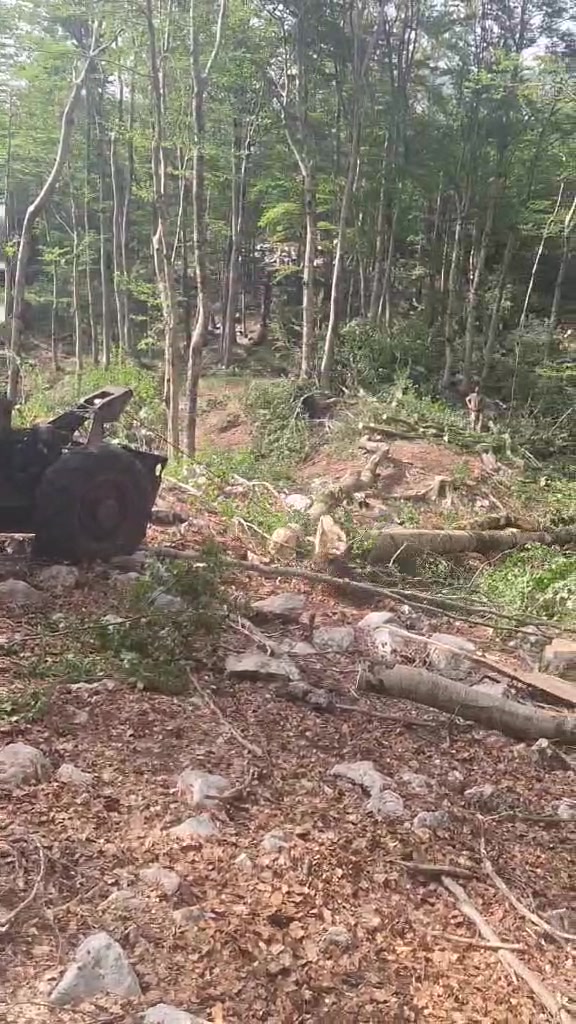@🌲V.K🌲