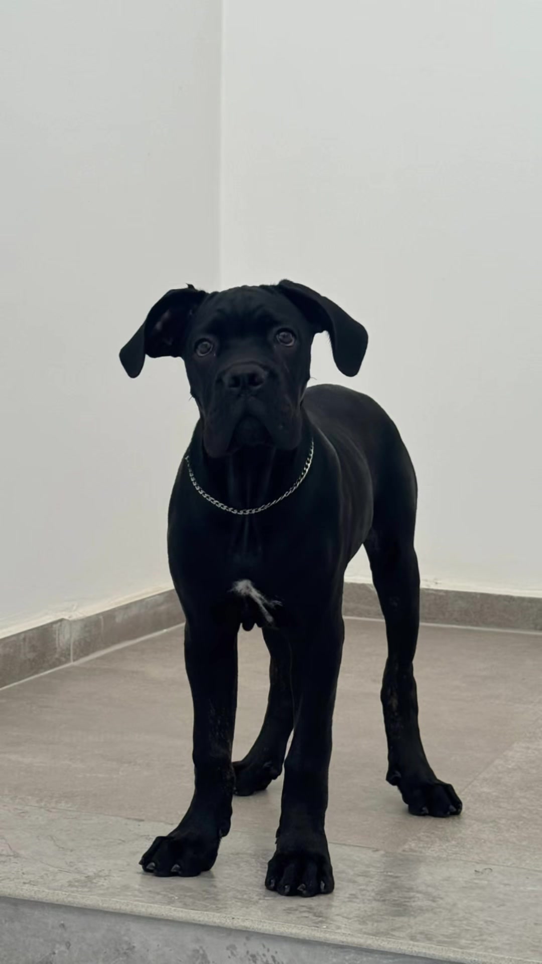 @AlbaniaCaneCorso Kennel