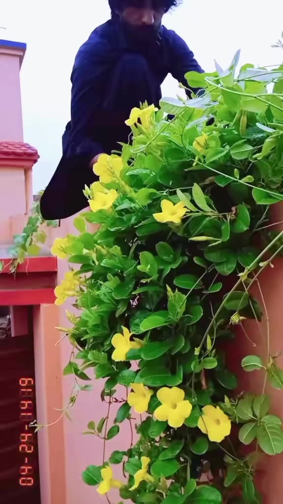 @Ayeshaarain