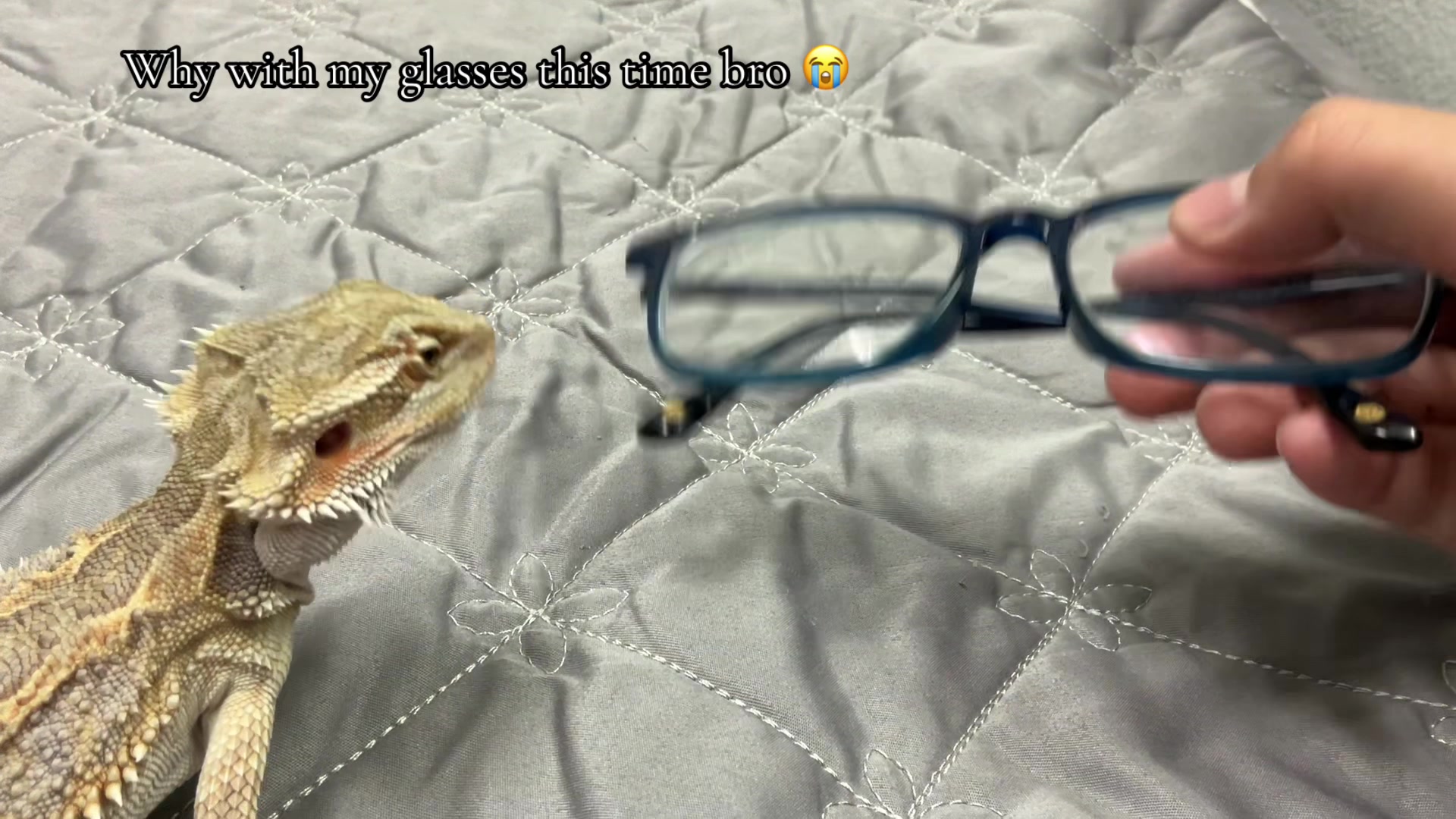 @iluvmybeardies