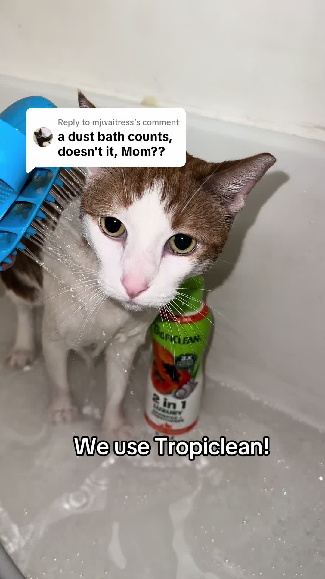 @Therapy Cat Roger & Family