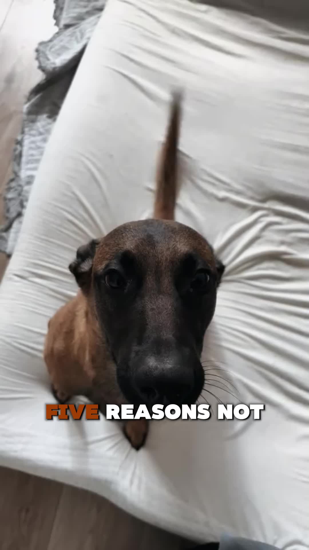 @PawblemsDaily