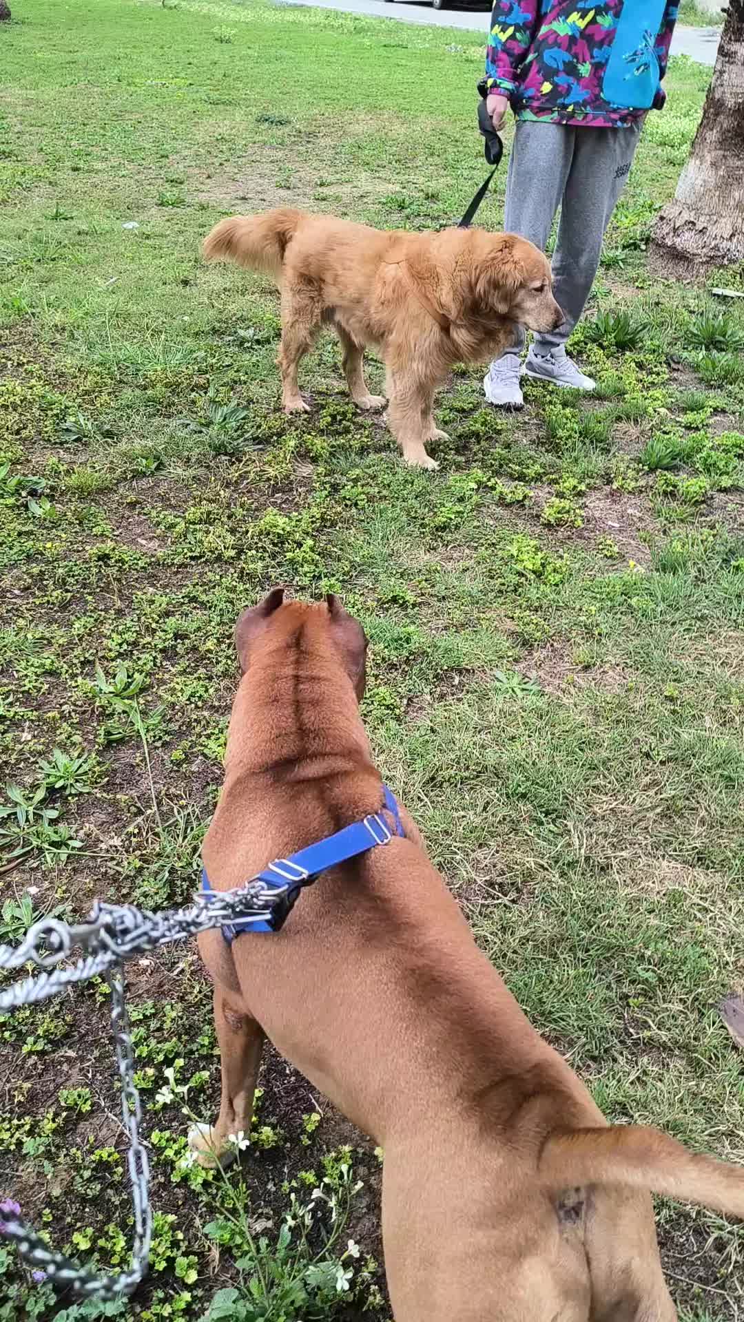 @pitbulll👑
