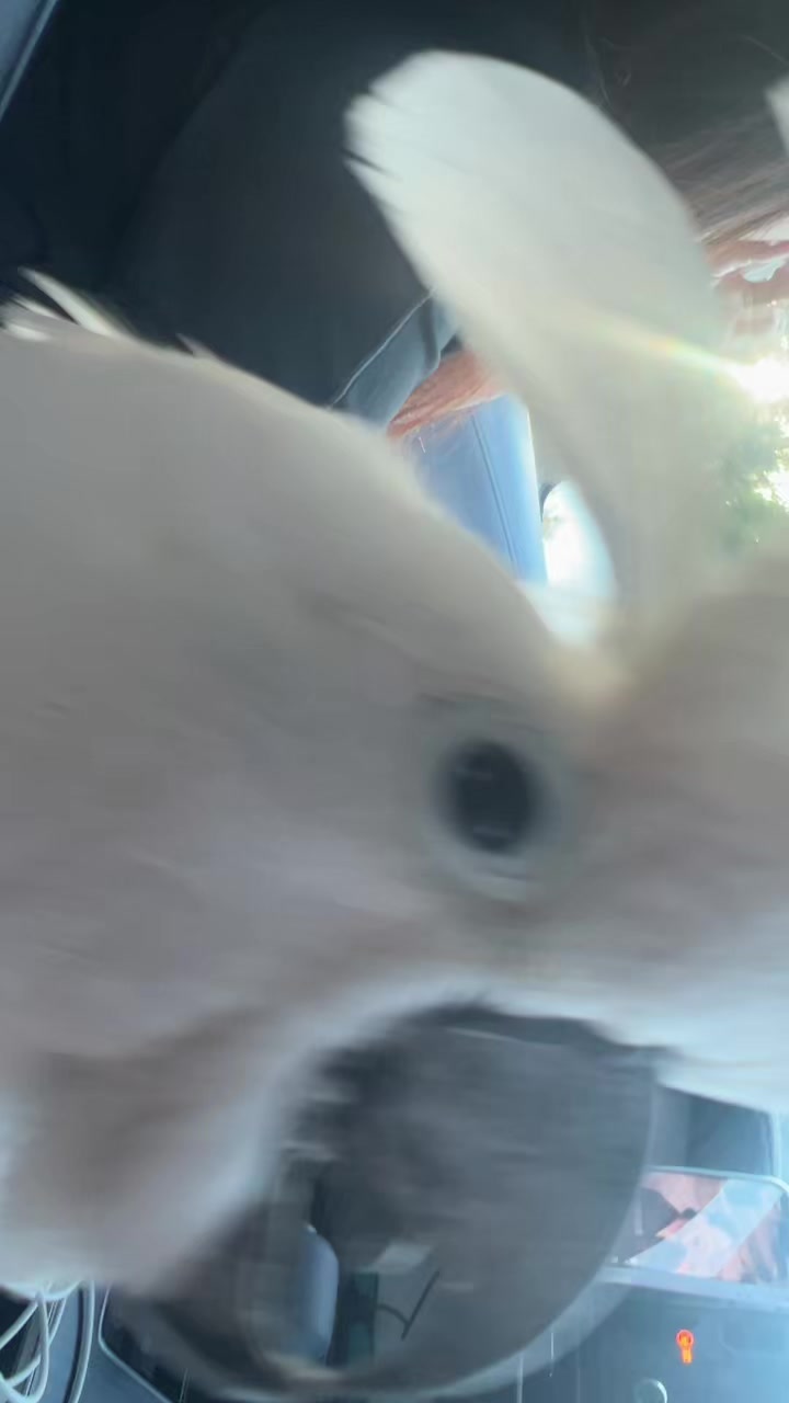 @OLAF