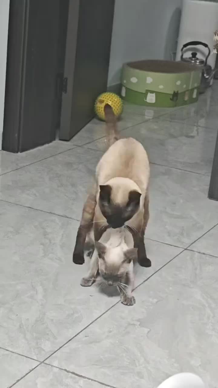 @Animals Fun