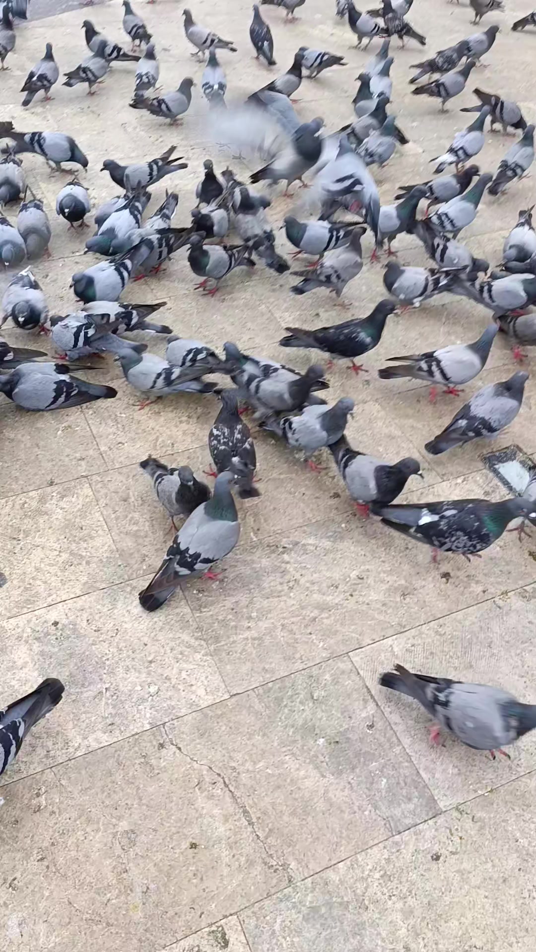 @ORDU'NUN ASİ KIZI