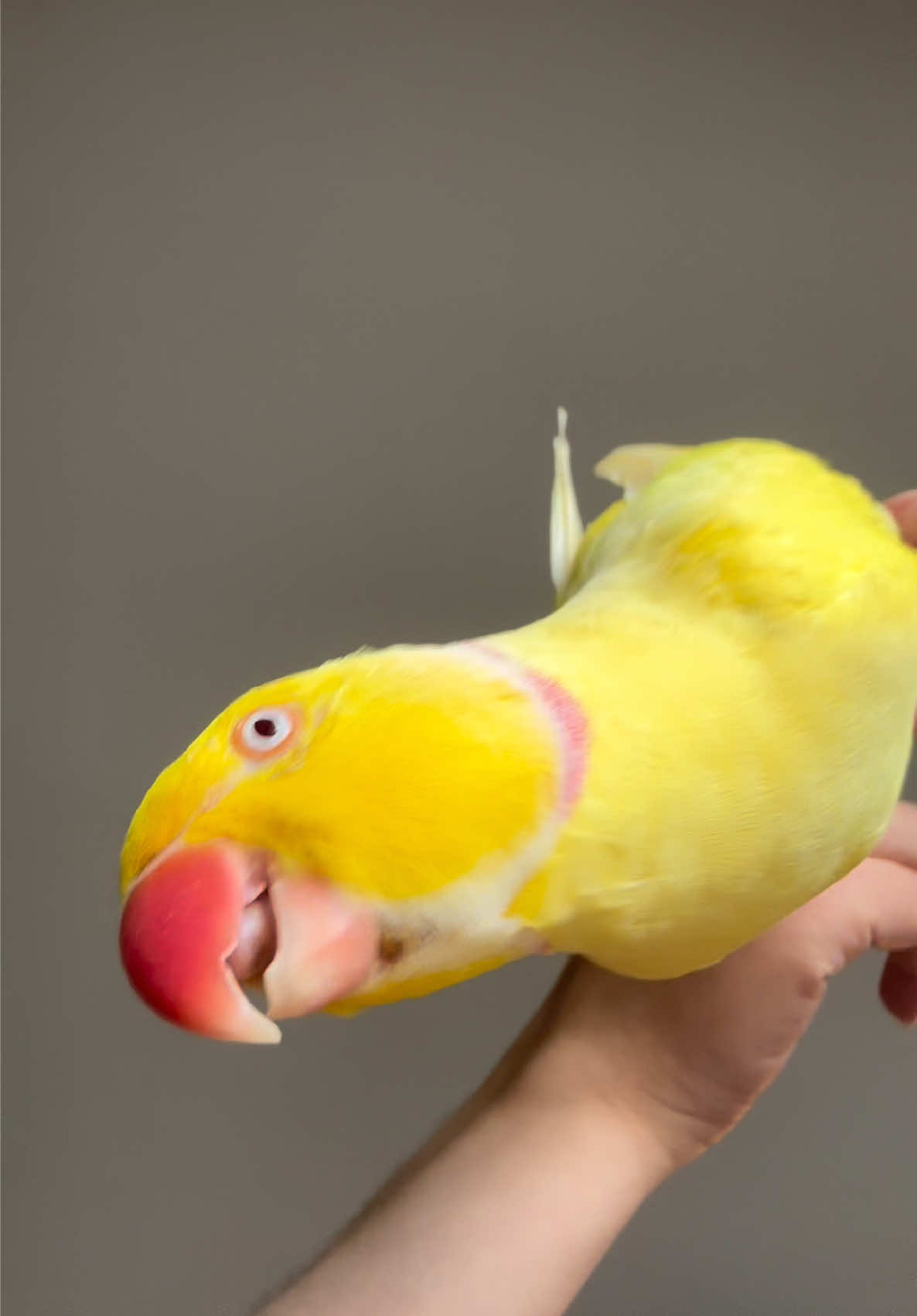 @TWINKIE 🐥