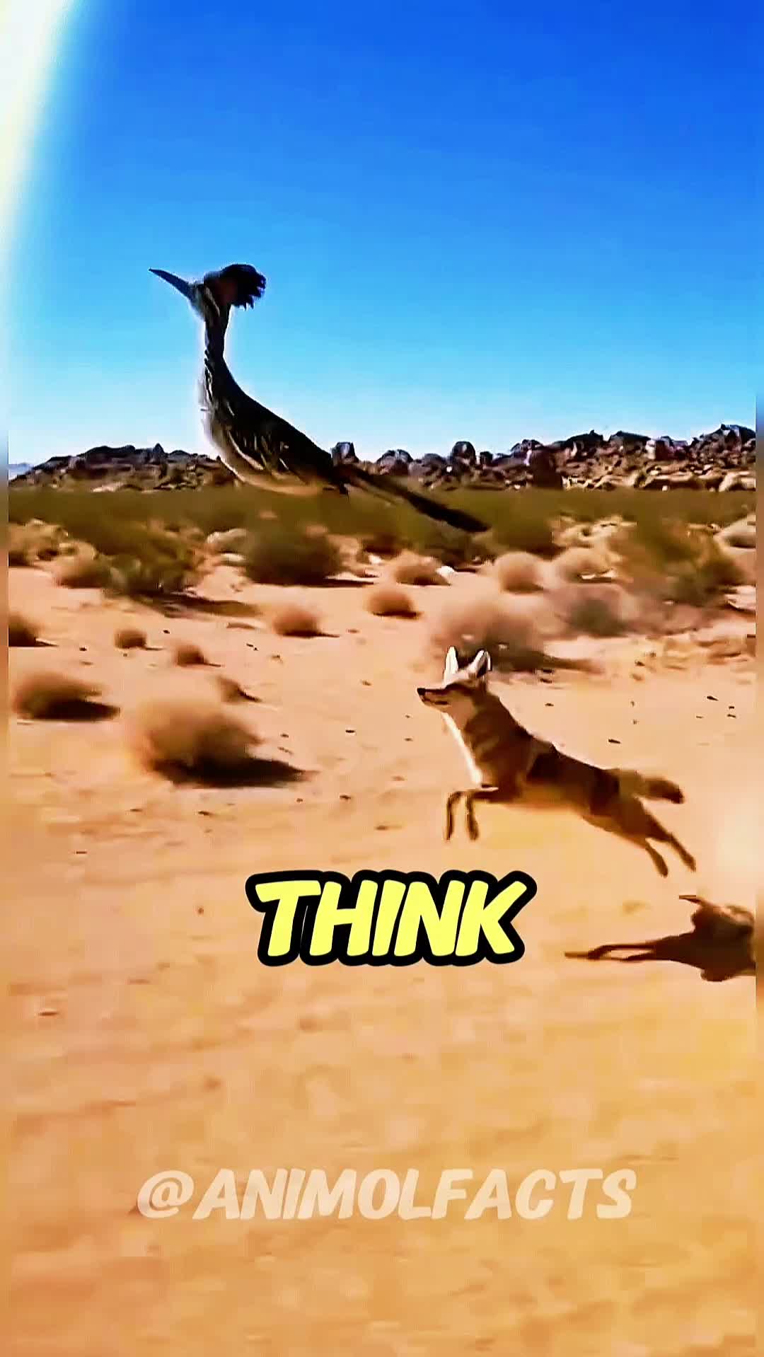 @animolfacts