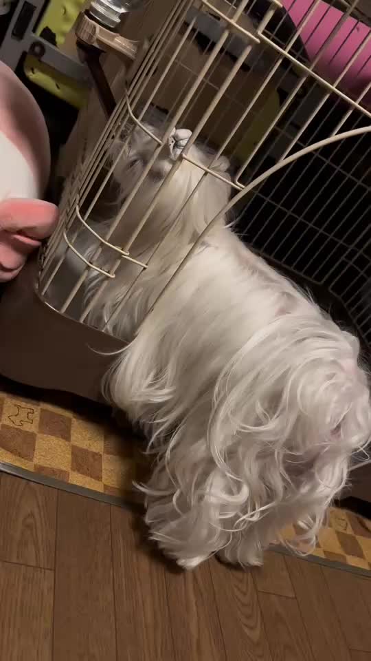 @るるちゃんパパ🐶