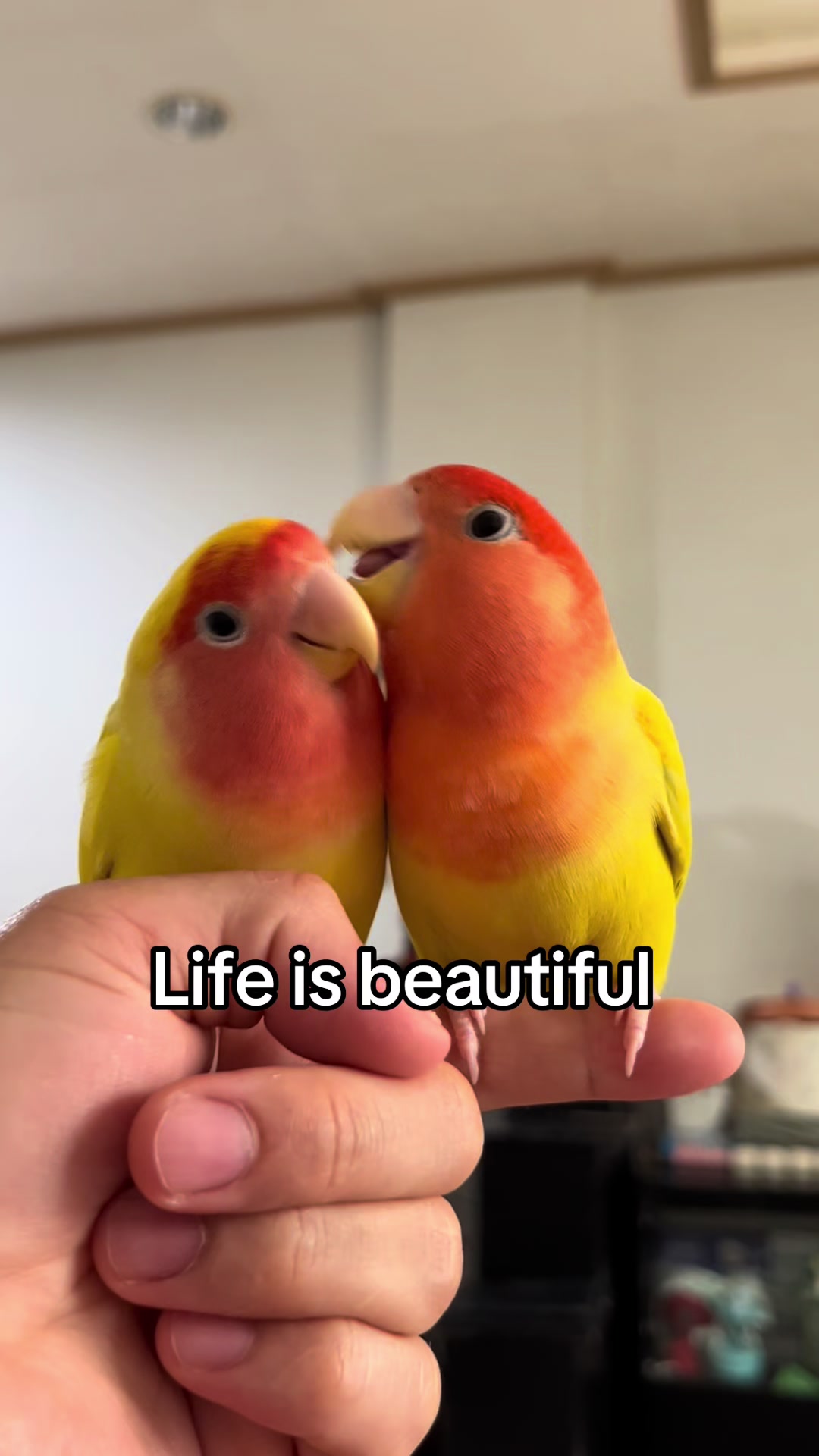 @crisaandbirds