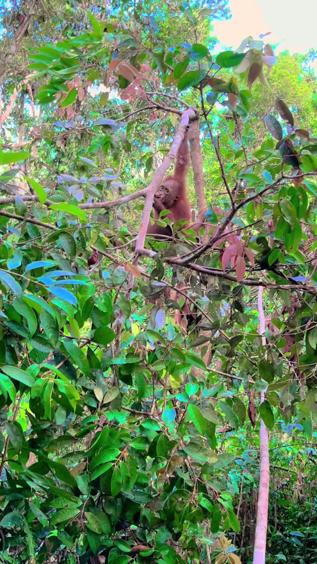 @BORNEORANGUTANSTOUR.