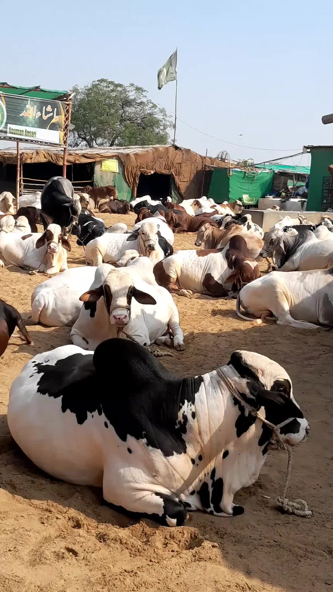 @Master Cattle Farm