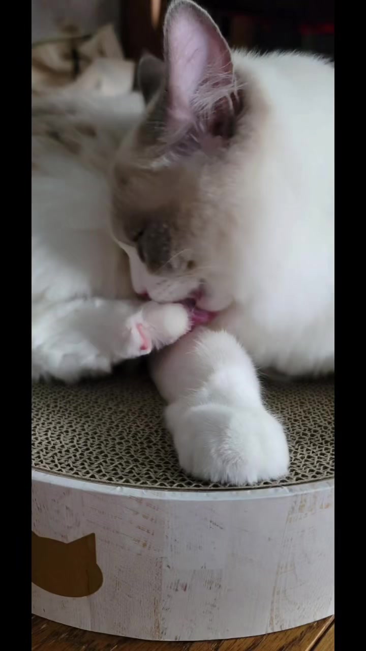 @neko🐾nyanko