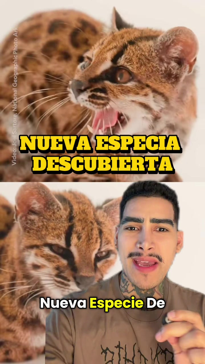 @jenscastro