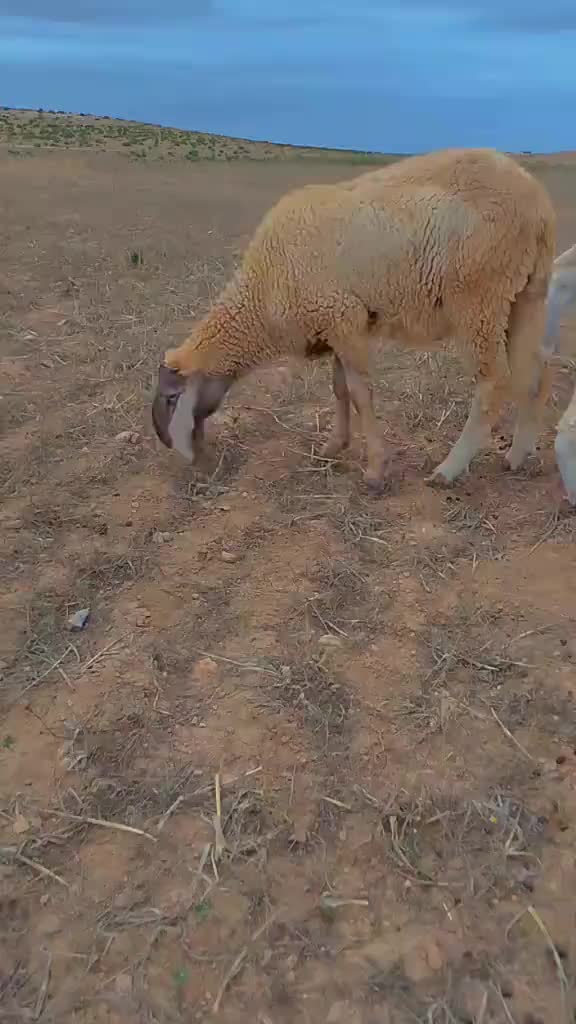 @الموالة اخالي الابقار