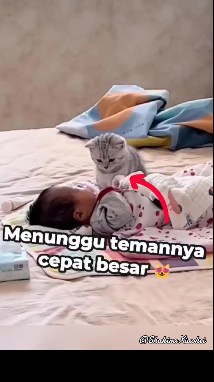 @Shakira Sopawong Xiaohei