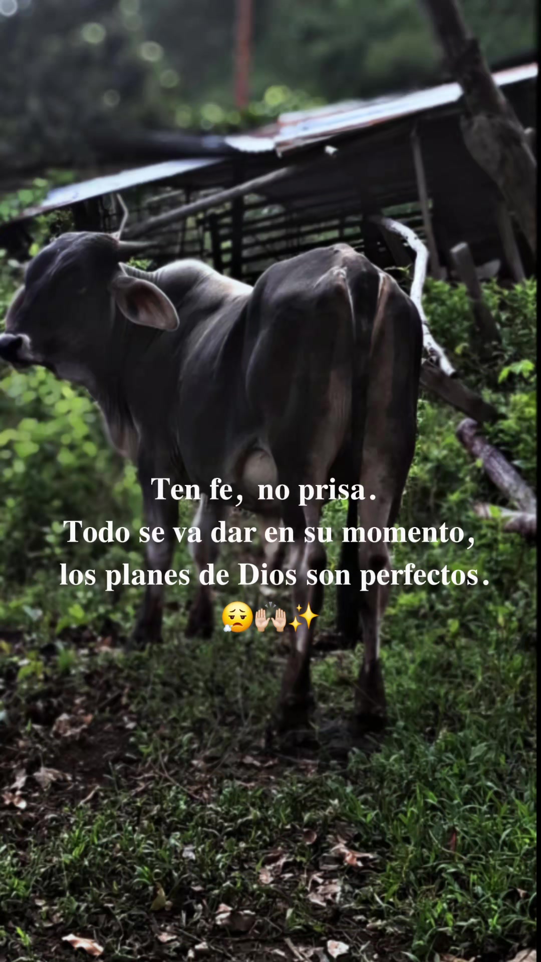 @mogollón