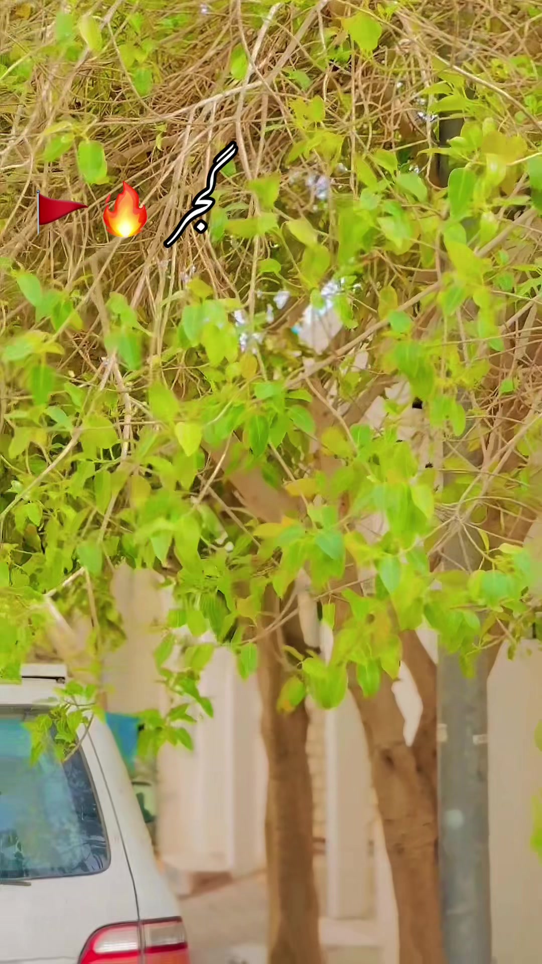 @بلو گجر😎👑⚜️