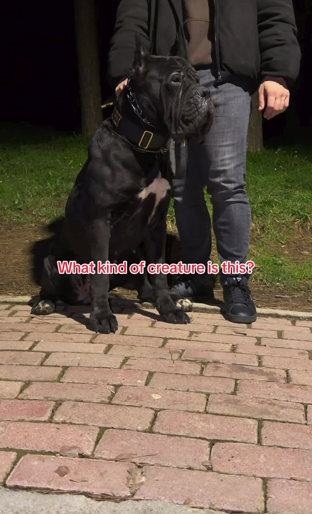 @NeroCaneCorsoKennel