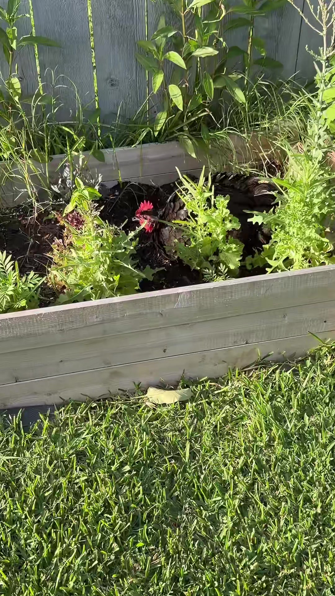 @Our Texas Garden | zone8b