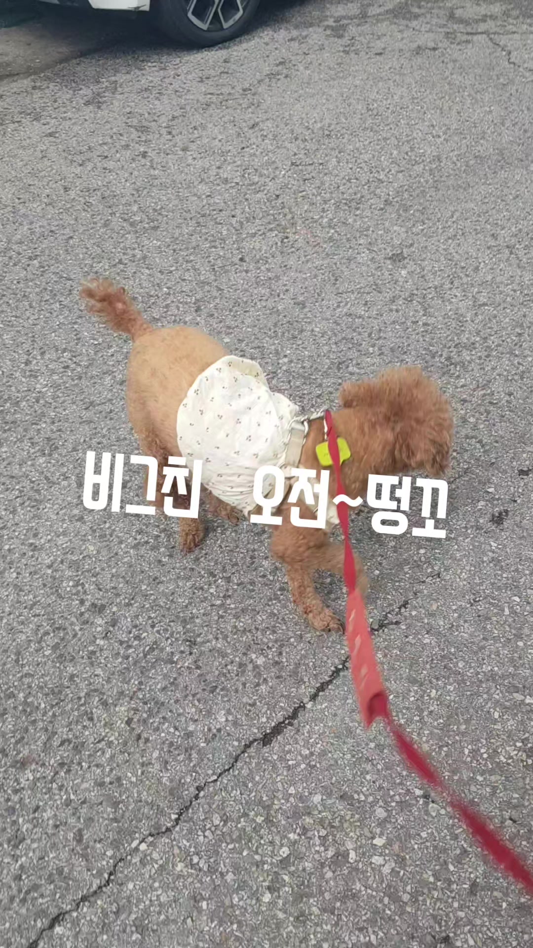 @고디 에미 요요♡