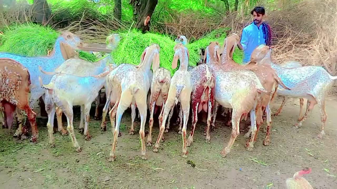 @Malik Rashid