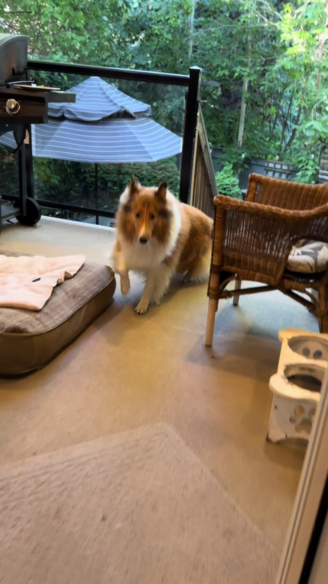 @🦮 EMMA’S ADVENTURES 🐾
