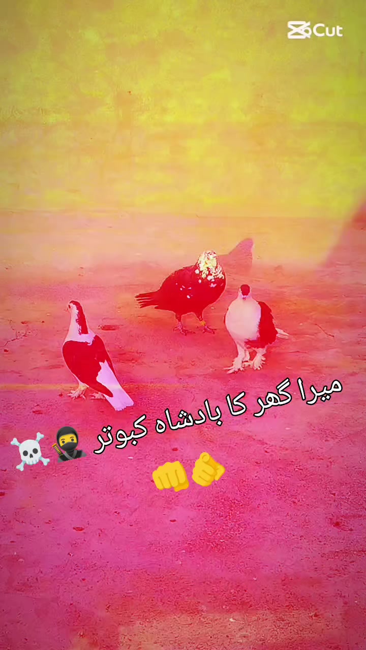 @⚜️Asif Ali⚜️🥷☠️