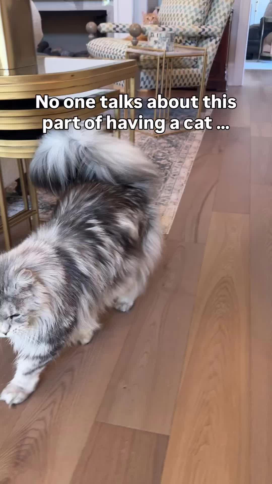 @Winnie: Maine Coon Kitty