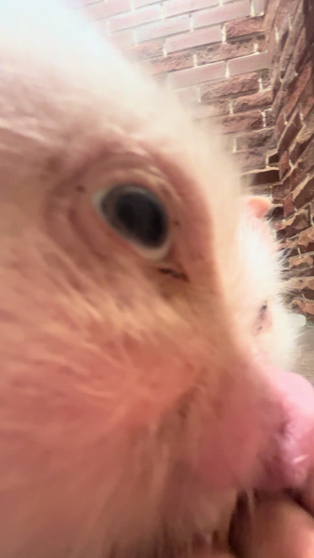 @pignic