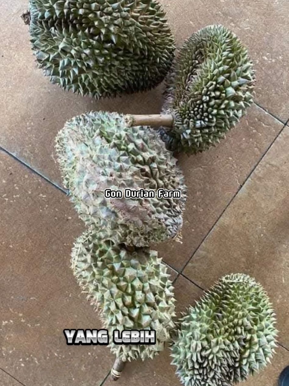 @𝑮𝑶𝑵 𝑫𝑼𝑹𝑰𝑨𝑵 𝑭𝑨𝑹𝑴