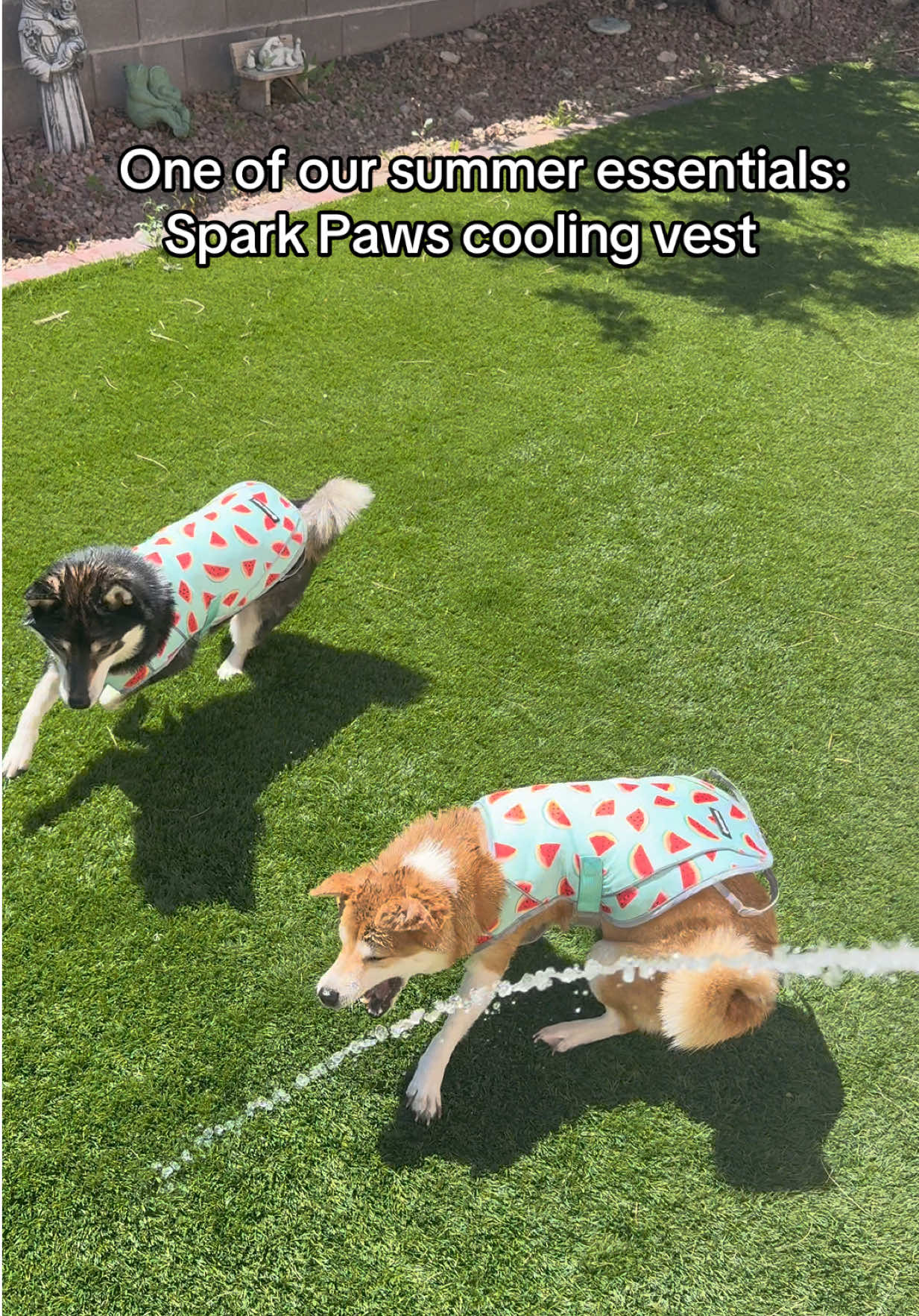 @Flock of Shibas 🐕🐕🐕