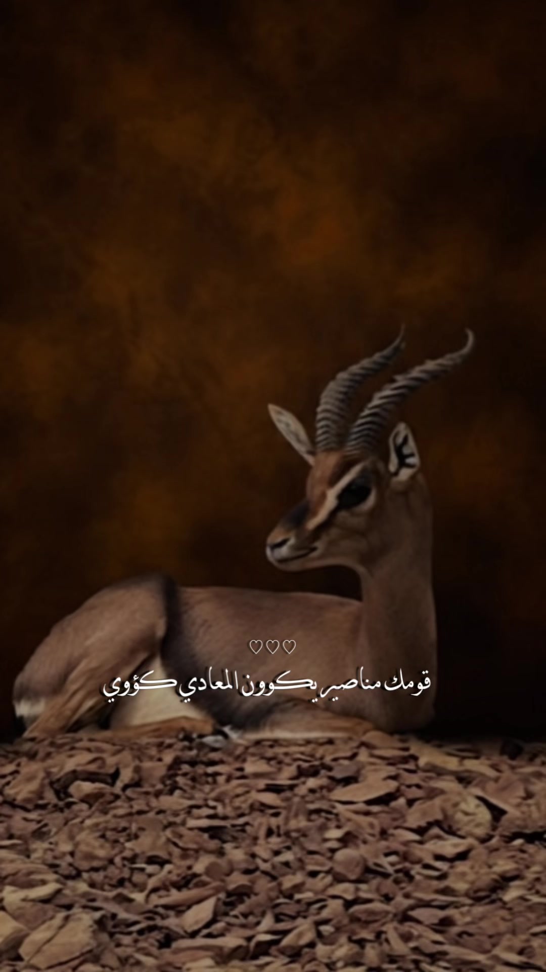 @﮼غزال🦌