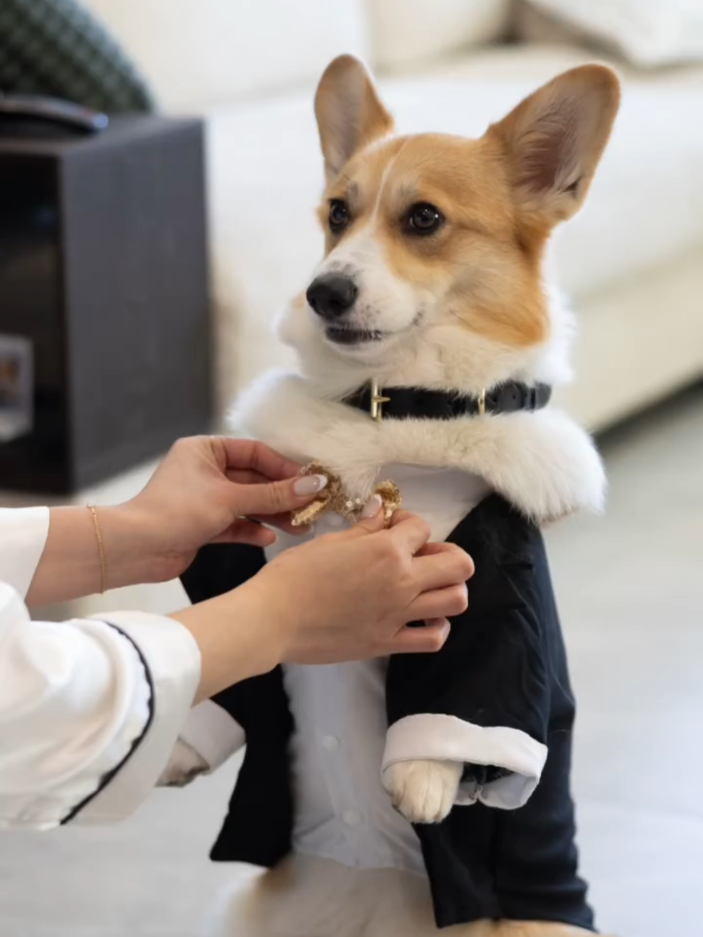 @Pocky the Corgi ๐ถ
