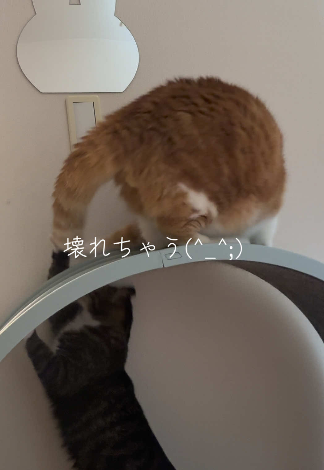 @りんちゃん⚾️やきう