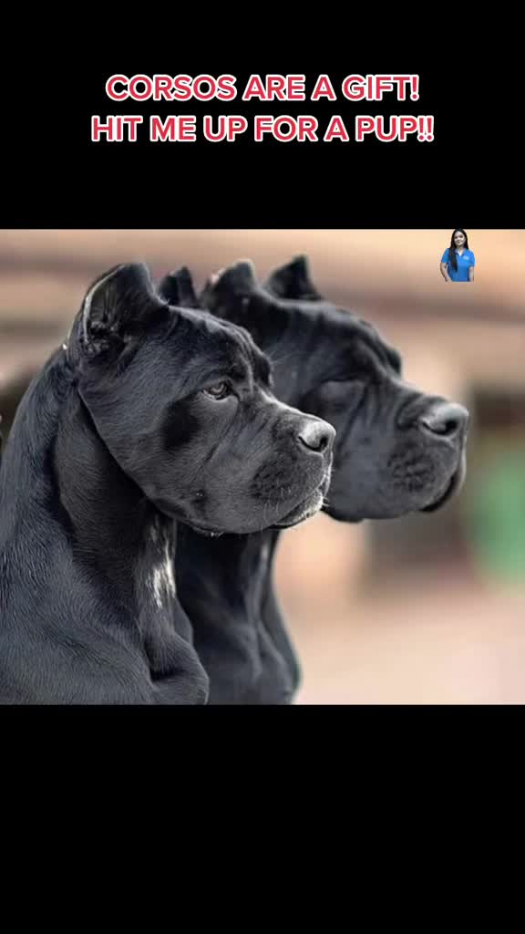 @Ultimate Puppies