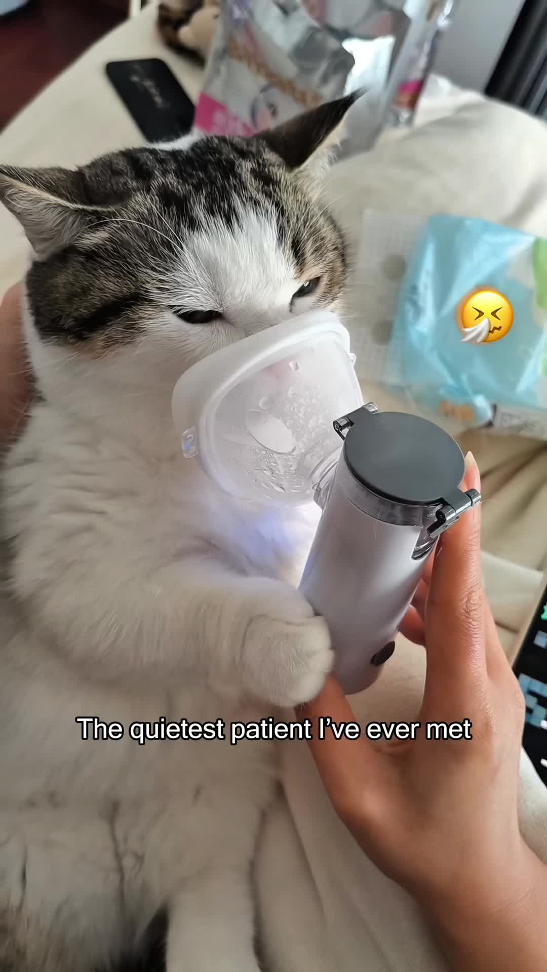 @petsoftiktok