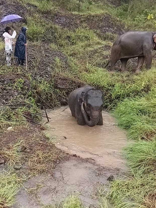@LuangPrabang Elephant New Home