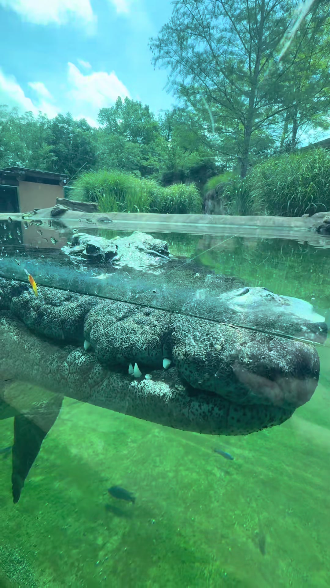 @memphiszoo