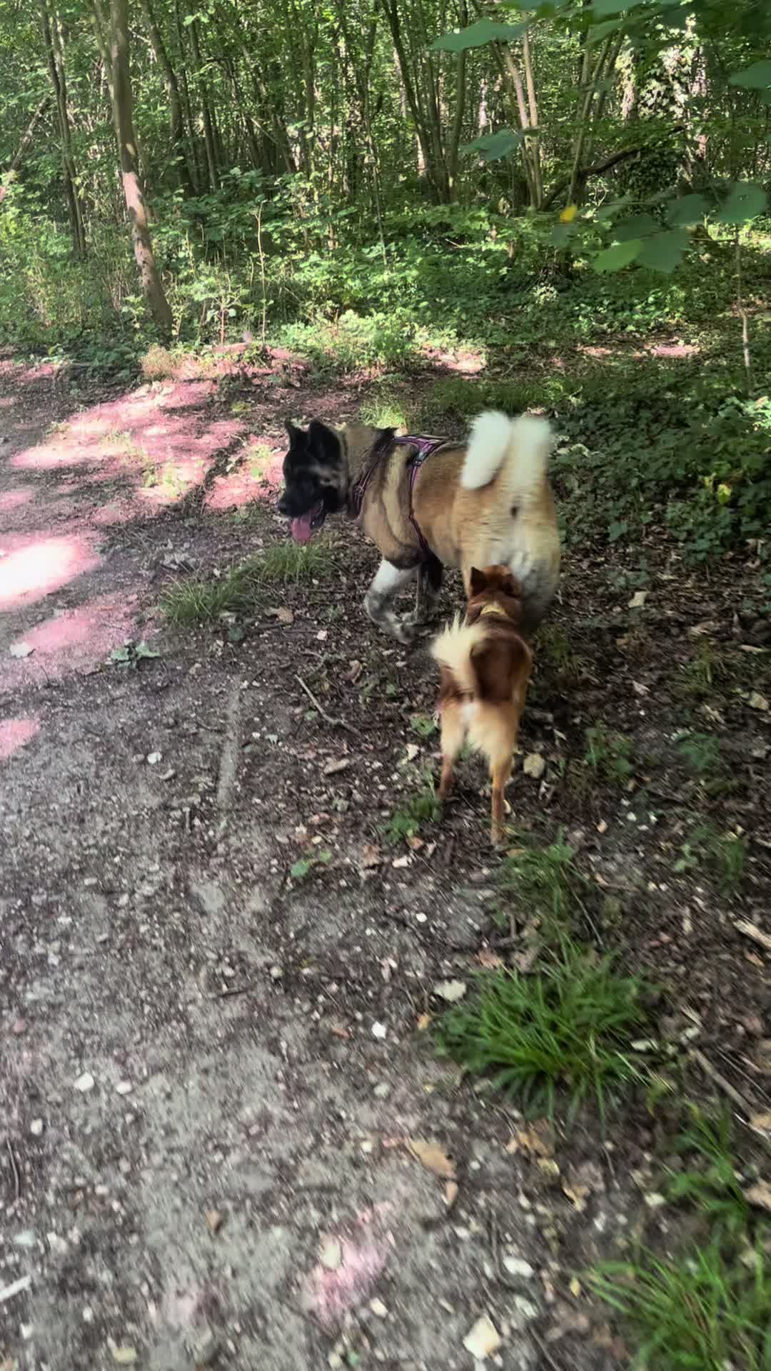 @Buffy_American_Akita