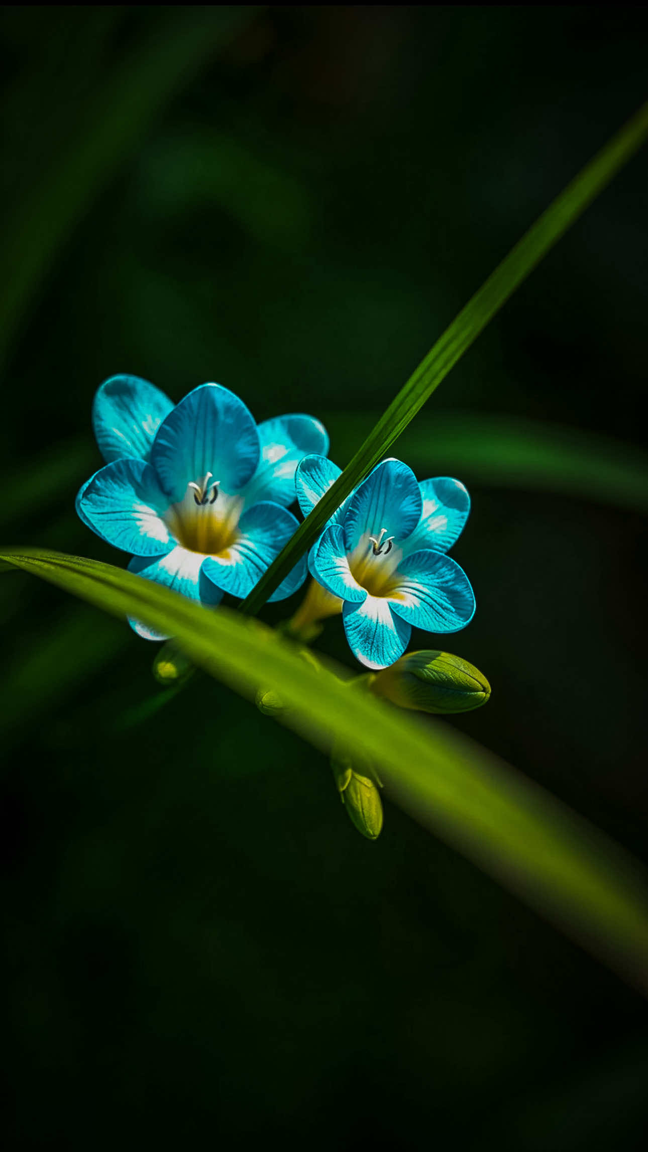 @𝑻𝒂̂𝒏 𝑻𝒉𝒊