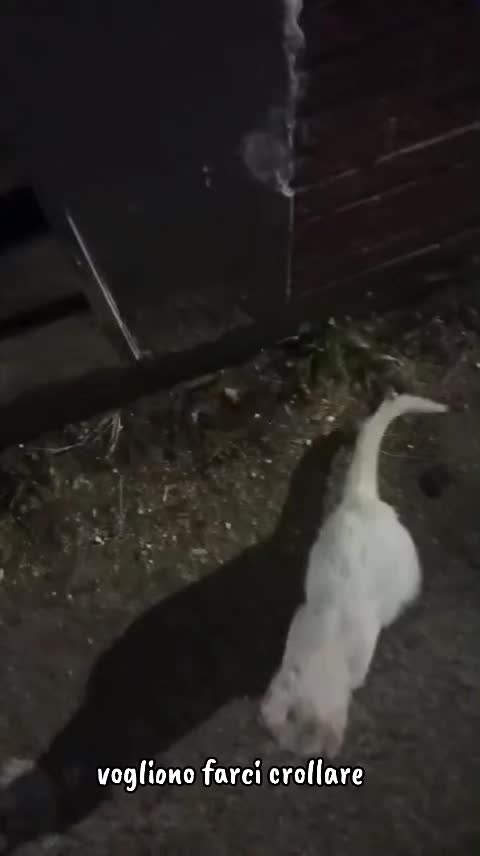@ELETTRA L'ANIMALISTA