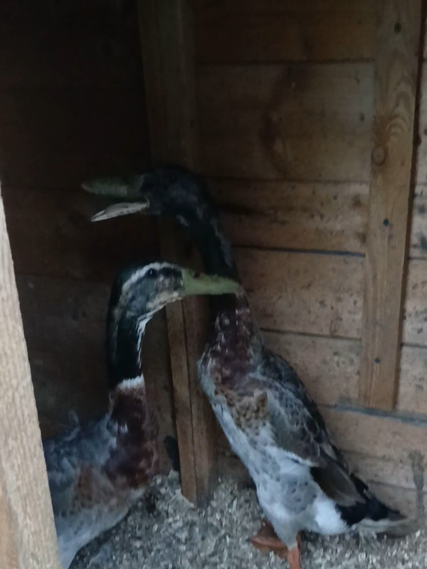 @Kaczogr&oacute;d u Milki🦆🦆🦆🦆