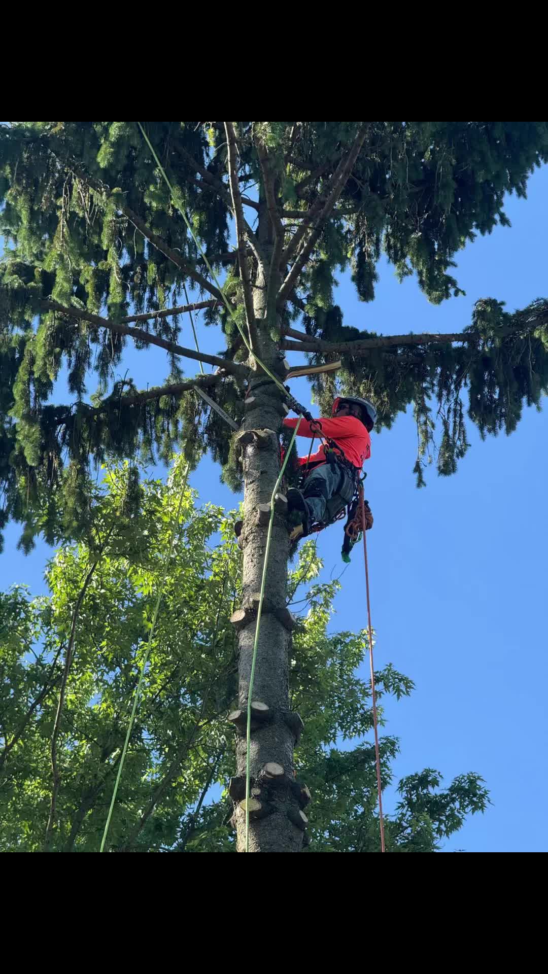 @G&O tree servicess
