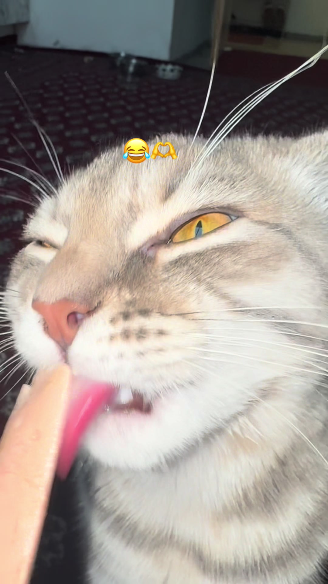 @katze