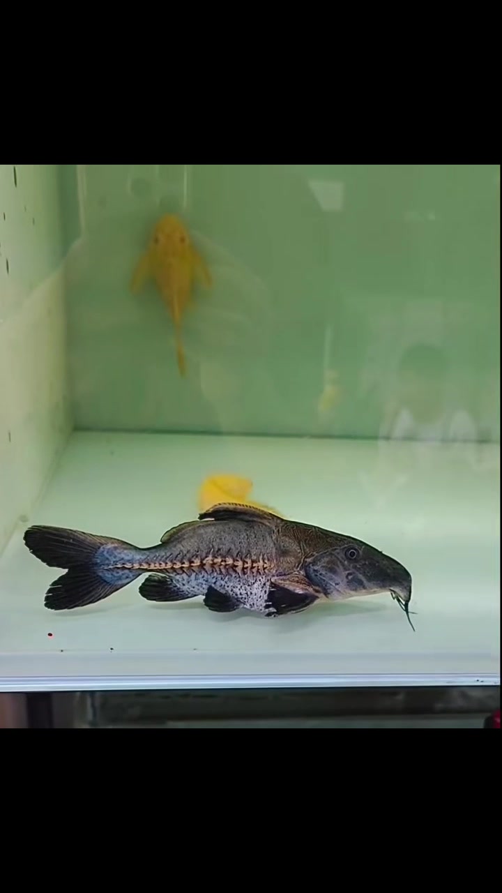 @網上看魚