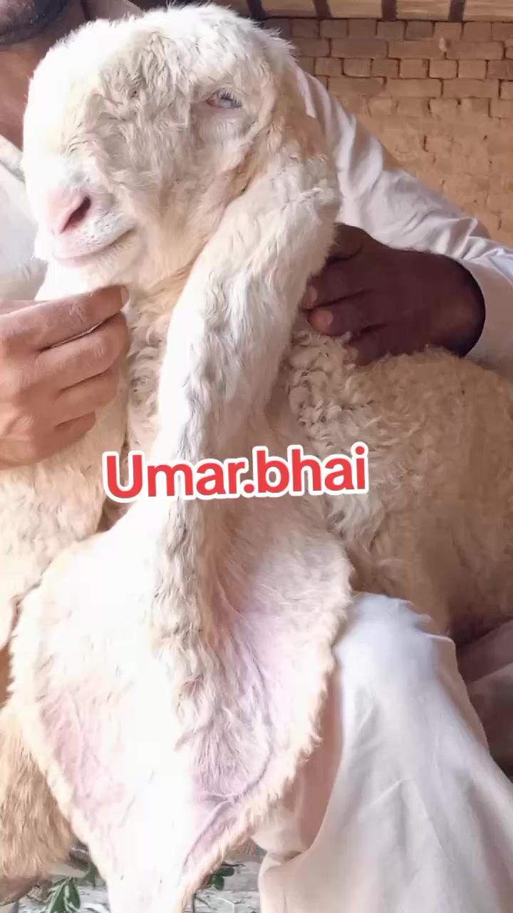 @Umar Farooq