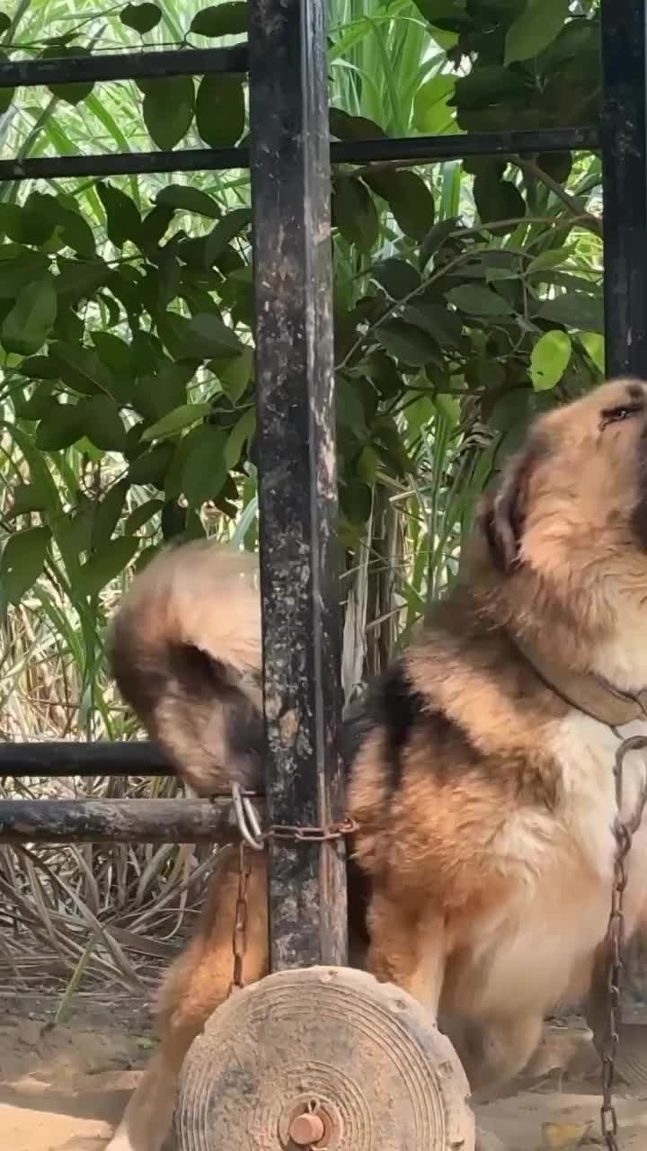 @Kashmiri_Bakrwal_Dog