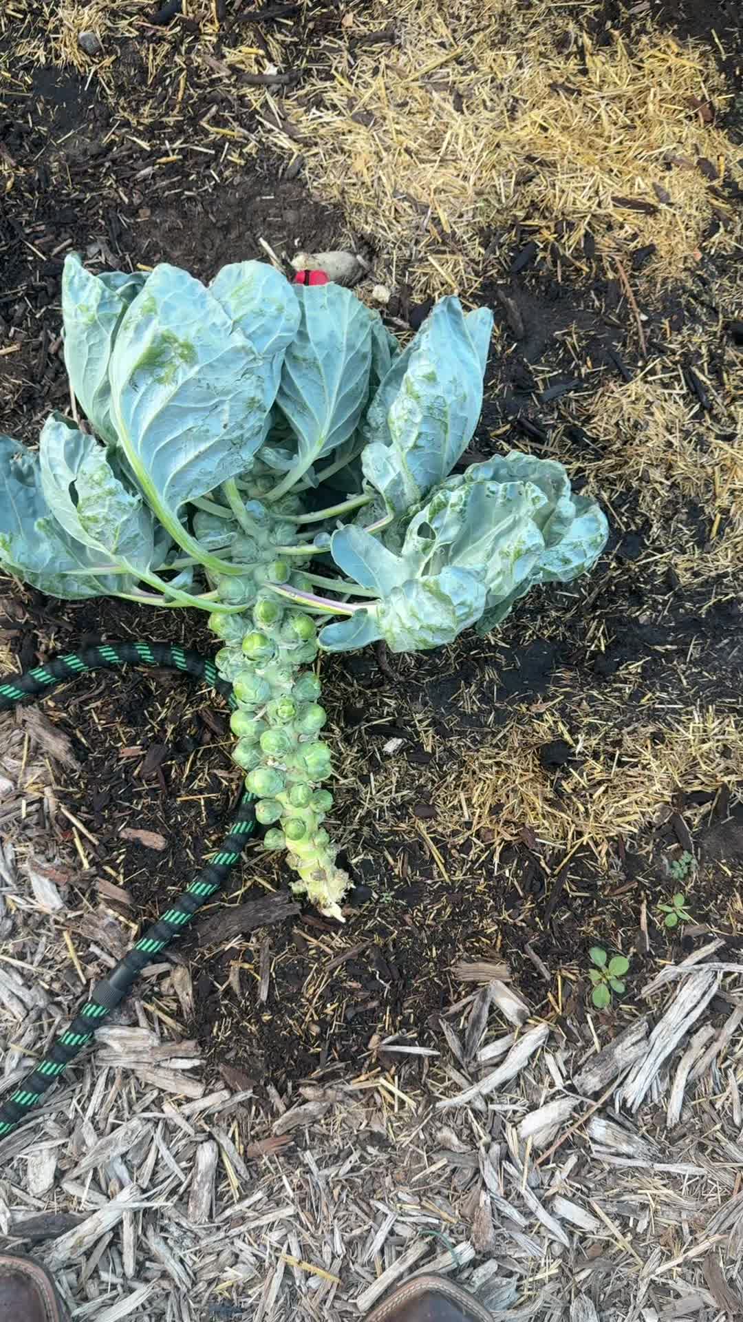 @themagicvalleygardener