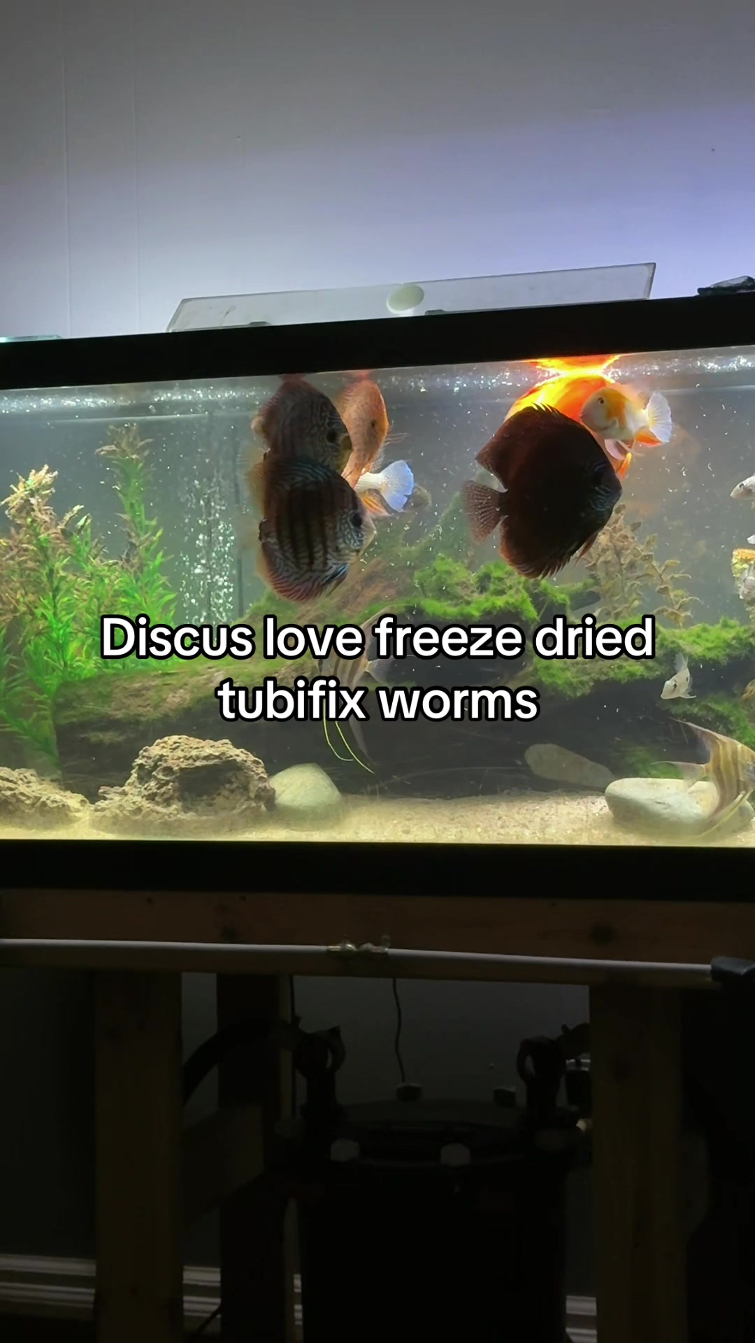 @Fishmon john